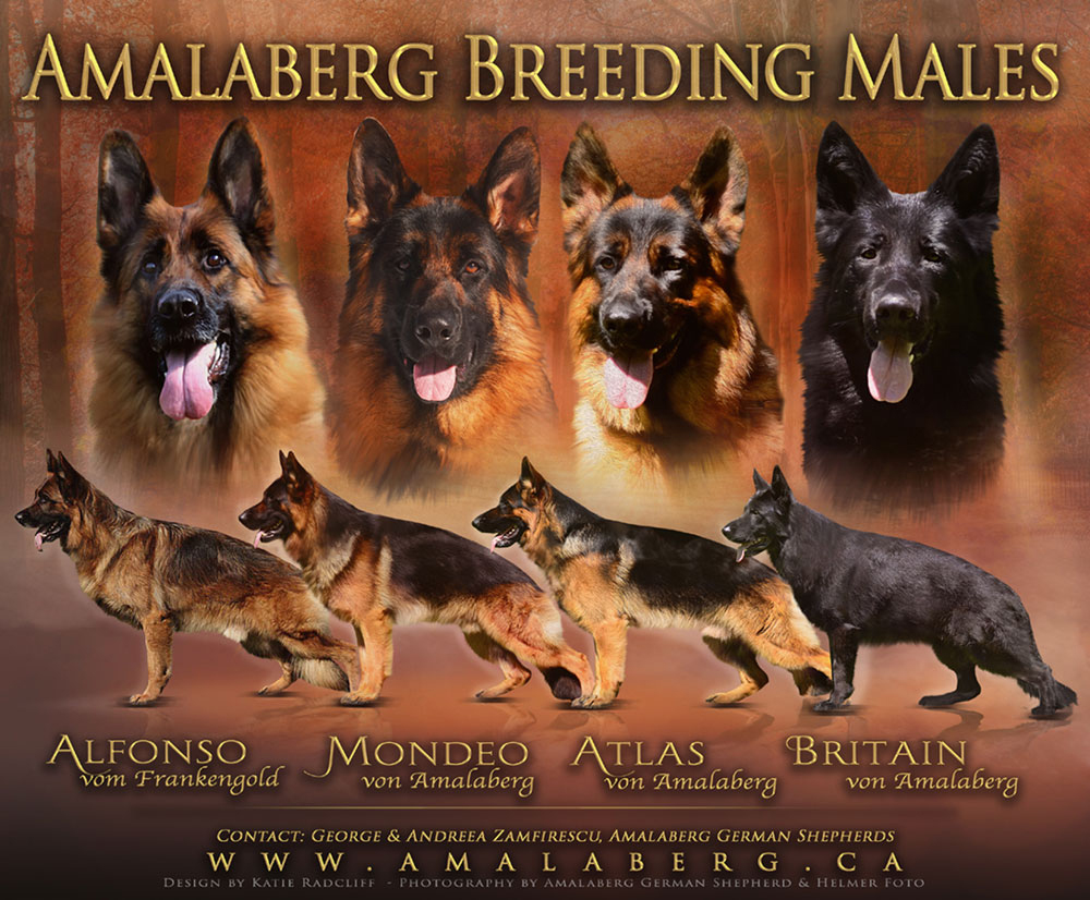 Are german shepherds good guard dogs yahoo answers